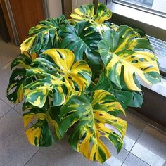 a plant with yellow and green leaves in front of a window on a tile floor