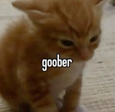 an orange cat sitting on top of a floor next to the caption, gober