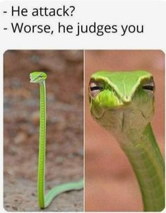 an image of a green snake with caption that reads, he attack? worst, he judges you