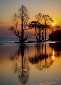 the sun is setting behind some trees on the beach with water reflecting off it's surface