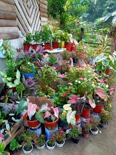 many potted plants are lined up on the ground in front of a wooden building