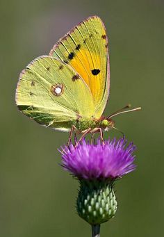 a yellow butterfly sitting on top of a purple flower