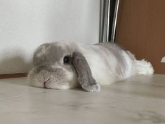 Bunny Care Tips, Funny Bunny Videos, Cutest Bunny Ever, Pet Bunny Rabbits, Bunny Care, Cute Bunny Pictures, Holland Lop, Fluffy Bunny