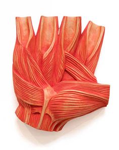 an image of a human hand made out of muscles