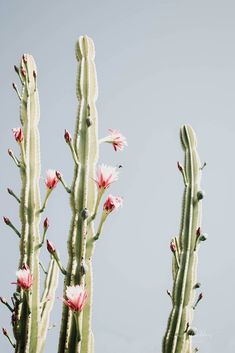 two tall cactus plants with pink flowers against a blue sky