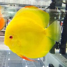 a yellow fish in an aquarium looking at the camera