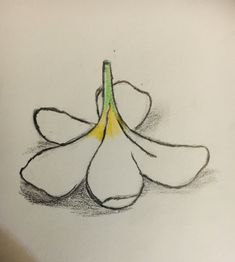 a drawing of a white flower with yellow stamen