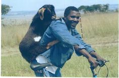 a man on a bike with a goat strapped to his back in the middle of an open field