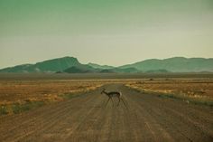 an antelope walking across a dirt road in the middle of nowhere with mountains in the background