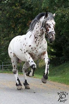 a white and black horse is running down the road with trees in the back ground