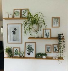 some plants and pictures are hanging on the wall