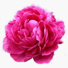 a large pink flower is shown on a white background