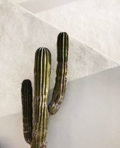 there is a small cactus on the wall