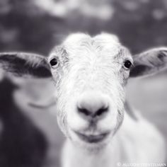 a black and white photo of a goat looking at the camera with one eye open