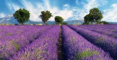 the lavender field is full of purple flowers