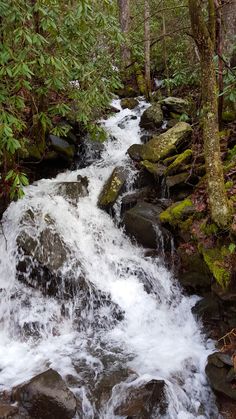 a stream running through a forest filled with rocks