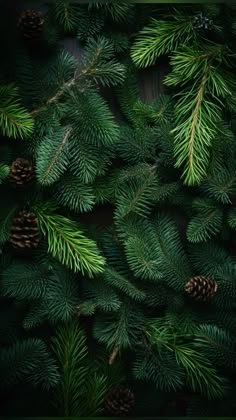 pine branches with cones and needles are shown against a black background, as well as green foliage