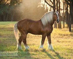 a brown and white horse standing on top of a grass covered field next to trees