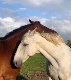 two brown and white horses standing next to each other on a lush green grass covered field