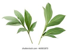 two green leaves on white background, with clipping for the top and bottom corner