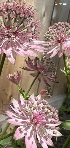 pink flowers are blooming in front of a wooden fence