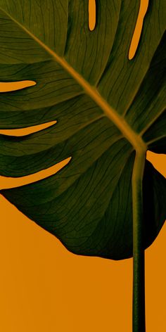 a large green leaf with yellow background