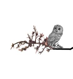 an owl sitting on top of a tree branch