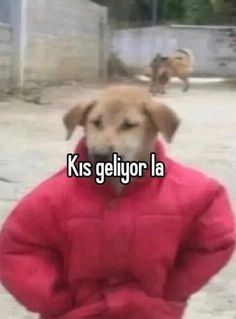 a dog wearing a red jacket with the words kiss geliyr la on it