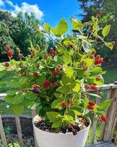 a potted plant sitting on top of a wooden table next to a fence and trees