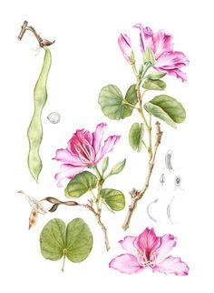 some pink flowers and green leaves on a white background