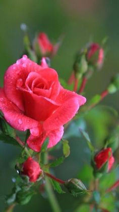 a red rose with water droplets on it