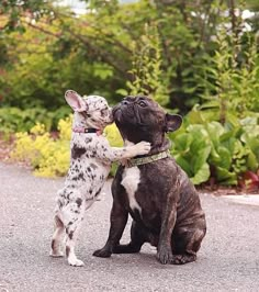 two dogs are playing with each other on the road in front of some bushes and trees