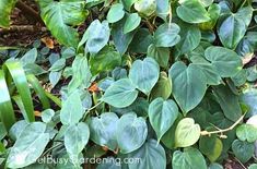 some green leaves are growing on the ground