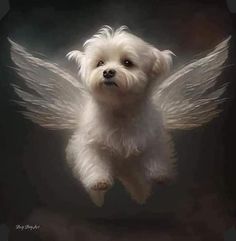 a white dog flying through the air with wings