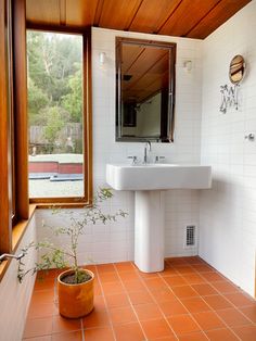 an orange tiled bathroom with a potted plant in front of the sink and window