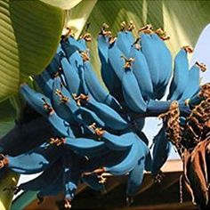 the bananas are still attached to the tree in the garden or on the house's roof