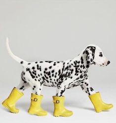 a dalmatian dog wearing yellow rain boots