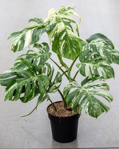 a potted plant with white and green leaves