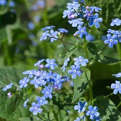 small blue flowers with green leaves in the background