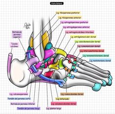 diagram of the foot and bones with labels on each side, labeled in latin language