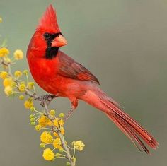 a red bird sitting on top of a yellow flower