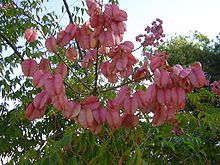 pink flowers blooming on the branches of a tree