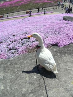 a white duck sitting on top of a rock next to purple flowers