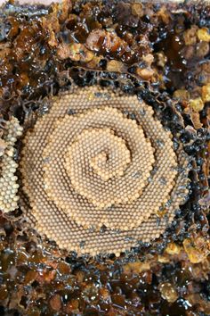 the inside of a beehive is covered in beeswap and honeycombs