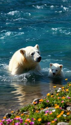 two polar bears swimming in the water near some flowers and rocks, with one bear looking at the camera