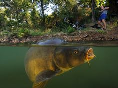 a large fish swimming in the water near a man with a fishing pole and some trees