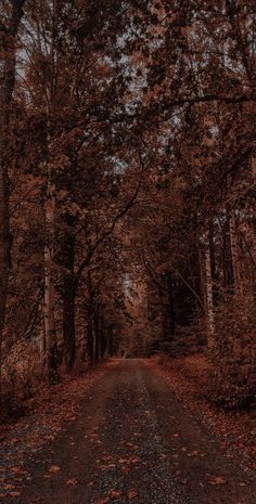 a dirt road surrounded by trees and leaves