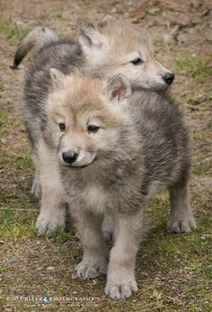 two baby wolf puppies standing next to each other