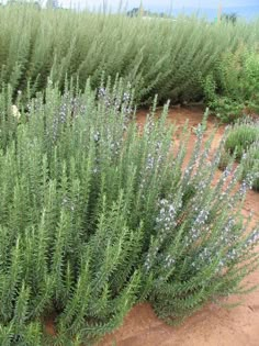 some very pretty plants by the side of the road with water in the back ground