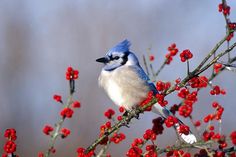 a small blue bird perched on top of a tree filled with red berries and berries